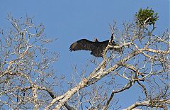 Greater Yellow-headed Vulture