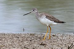 Greater Yellowlegs