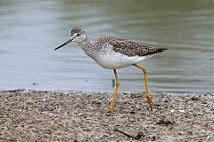 Greater Yellowlegs