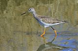 Greater Yellowlegs