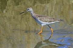 Greater Yellowlegs