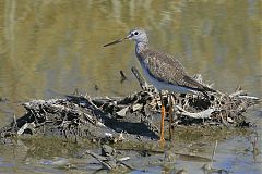 Greater Yellowlegs