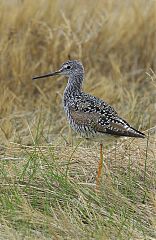 Greater Yellowlegs