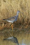 Greater Yellowlegs