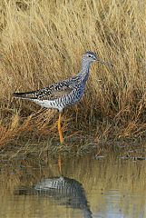 Greater Yellowlegs