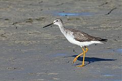 Greater Yellowlegs