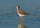 Greater Yellowlegs