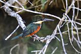 Green-and-rufous Kingfisher