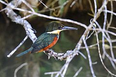 Green-and-rufous Kingfisher