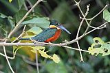 Green-and-rufous Kingfisher