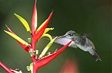 Green-and-white Hummingbirdborder=