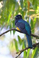 Green-backed Trogon