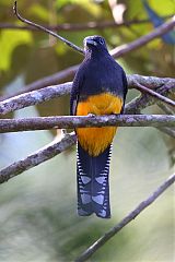 Green-backed Trogon