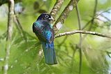 Green-backed Trogon