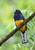 Green-backed Trogon