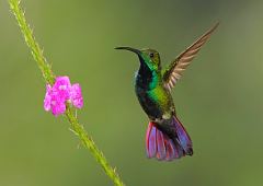 Green-breasted Mango