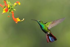 Green-breasted Mango