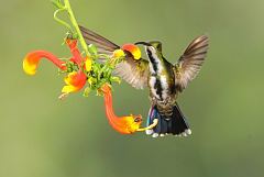 Green-breasted Mango