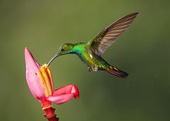 Green-breasted Mango