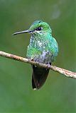 Green-crowned Brilliant