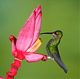 Green-crowned Brilliant