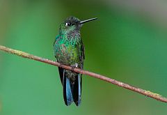 Green-crowned Brilliant