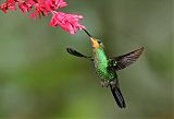 Green-crowned Brilliant