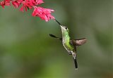 Green-crowned Brilliantborder=