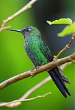 Green-crowned Brilliant