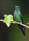 Green-crowned Brilliantborder=