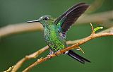 Green-crowned Brilliantborder=