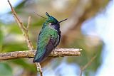 Green-crowned Plovercrestborder=