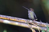 Green-fronted Lancebill