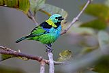 Green-headed Tanager