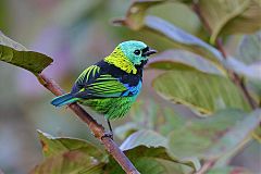 Green-headed Tanager