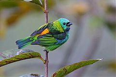 Green-headed Tanager