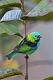 Green-headed Tanager