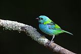 Green-headed Tanager