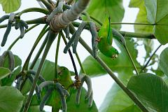 Green-rumped Parrotlet