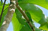 Green-rumped Parrotletborder=