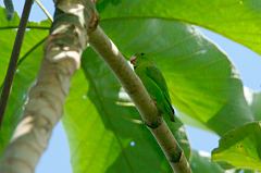 Green-rumped Parrotlet