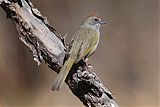 Green-tailed Towhee