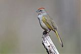 Green-tailed Towheeborder=