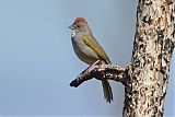 Green-tailed Towheeborder=