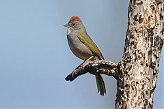 Green-tailed Towhee