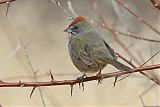 Green-tailed Towheeborder=