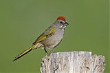 Green-tailed Towhee