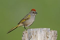 Green-tailed Towhee