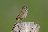 Green-tailed Towheeborder=