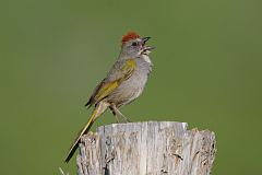 Green-tailed Towhee